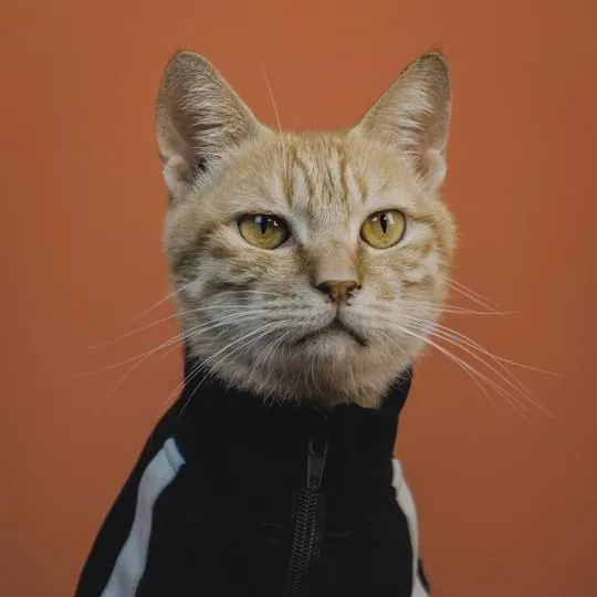 我们通过提供卓越的工具服务玩家 - 熊猫体育